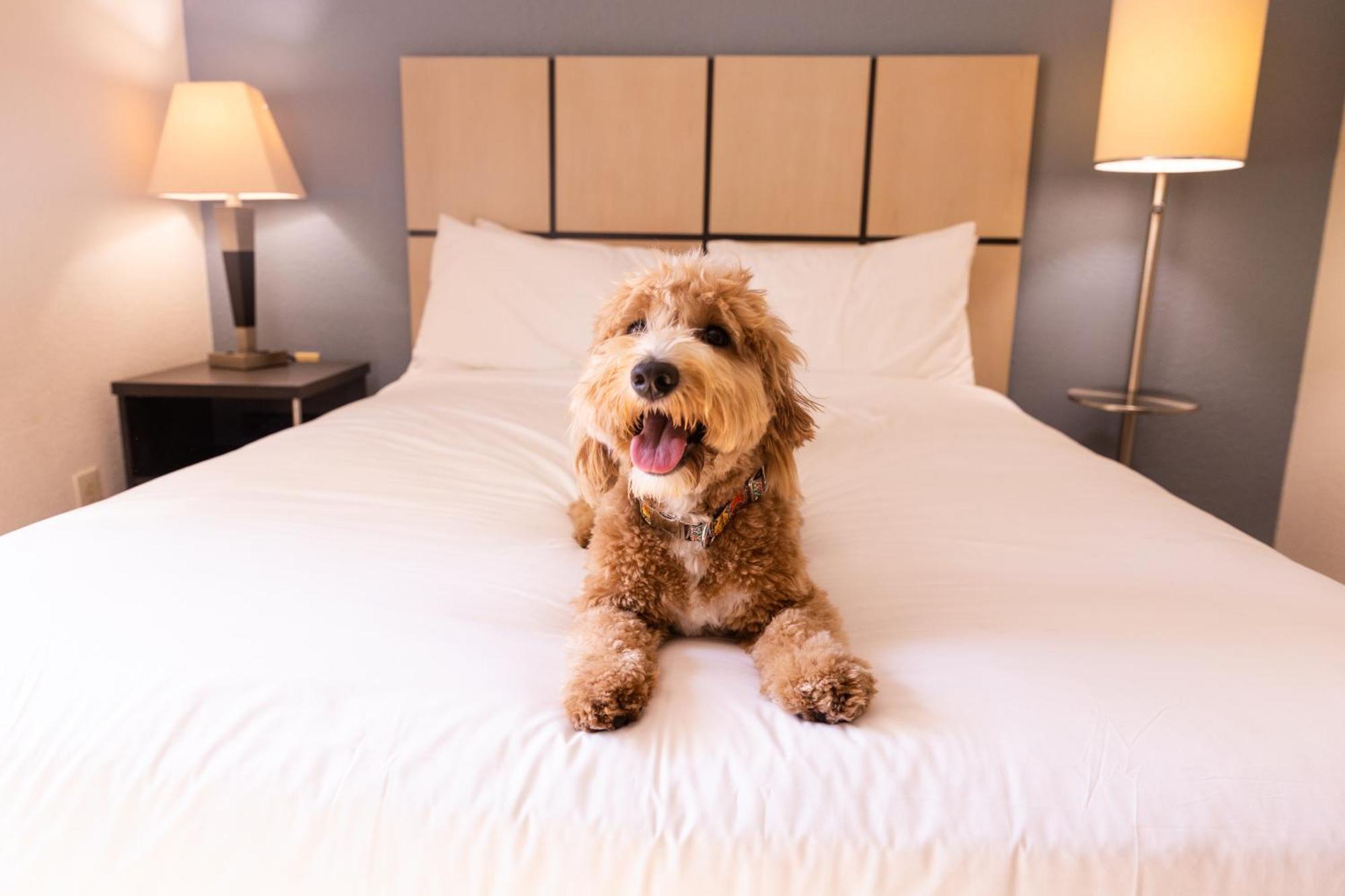Sonesta Simply Suites Parsippany Morris Plains Eksteriør billede